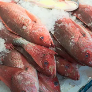 Cá tươi bảo quản lạnh